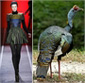 fashion-birds-2