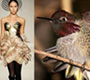 fashion-birds-4