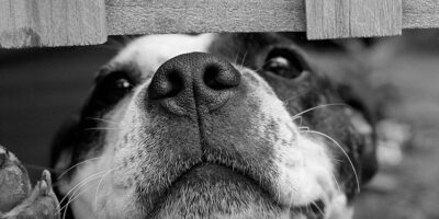 Não abandone seu amigo, ele jamais abandonaria você!