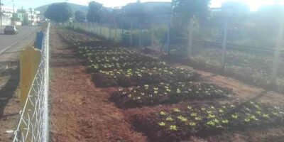 Horta comunitária será inaugurada em Benfica!