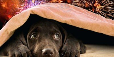 Fogos de Artifício x Animais de Estimação