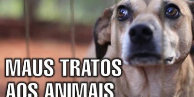 Maus tratos a animais, denuncie hoje mesmo!