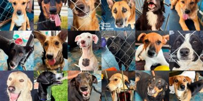 Adoção de animais vítimas das chuvas pode ser feita ao longo do mês de abril na Praça CEU