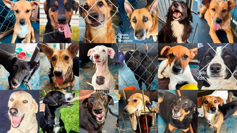 Adoção de animais vítimas das chuvas em JF