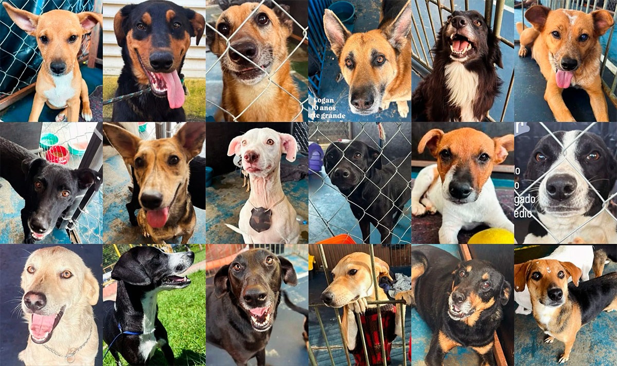 Adoção de animais vítimas das chuvas em JF