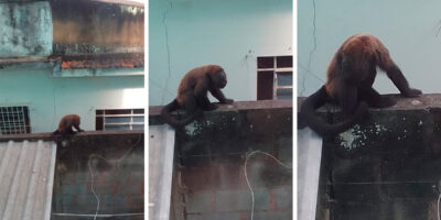 Macaco bugio continua circulando por Benfica e caso preocupa moradores