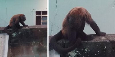 Macaco bugio segue em área urbana de Benfica, e exige atenção dos órgãos responsáveis.